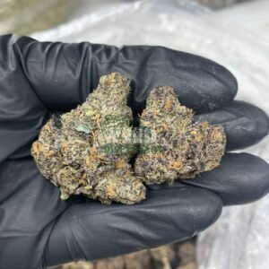 4900022515087288896_121.jpg Purple Skunk