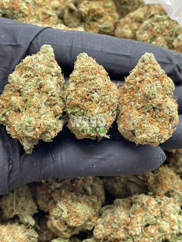 candy jack strain