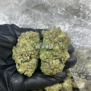 cinderella 99 strain