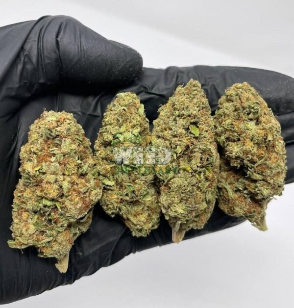 Girl-Scout-Cookies.jpg girl scout cookies strain
