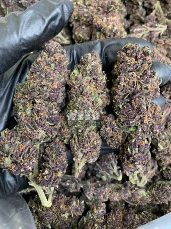 Grand Daddy Purple