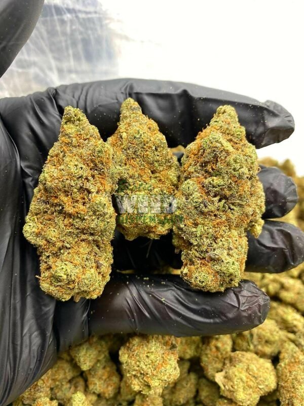 IMG_20211105_082421_232.jpg blueberry pie strain