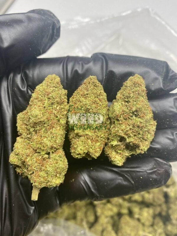 Lemon-Skunk.jpg Lemon Skunk