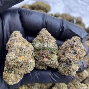 critical Purple kush