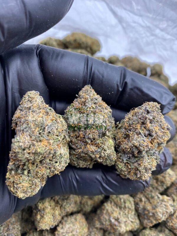 critical Purple kush