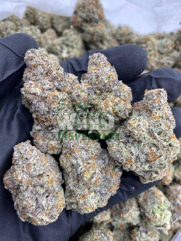 photo1660509912.jpeg ZaZa weed strain